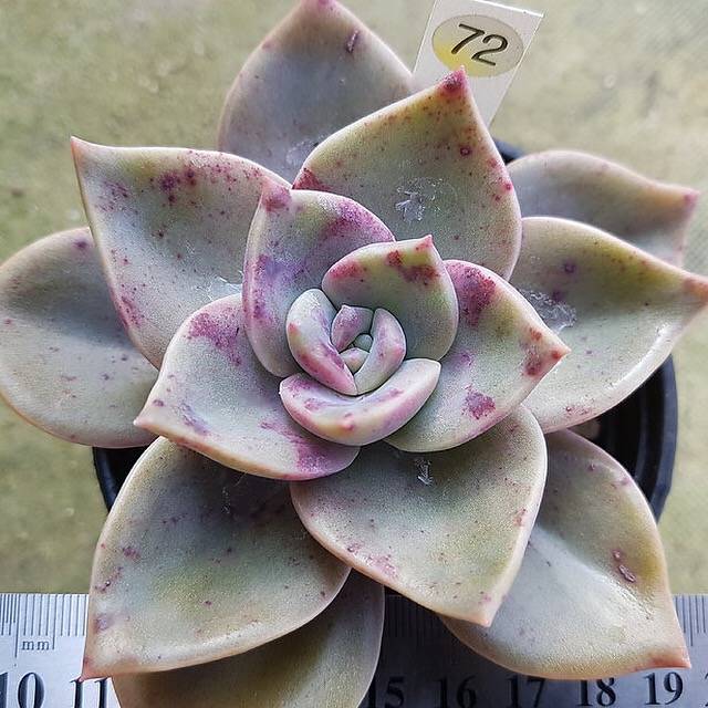 Graptoveria Bainesii, (Random) – Cedar Creek Farmhouse
