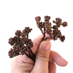 Aeonium Sedifolium, Small Branches (Random)