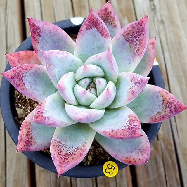 The Good, The Bad and The UGLY! Echeveria Colorata Sp.