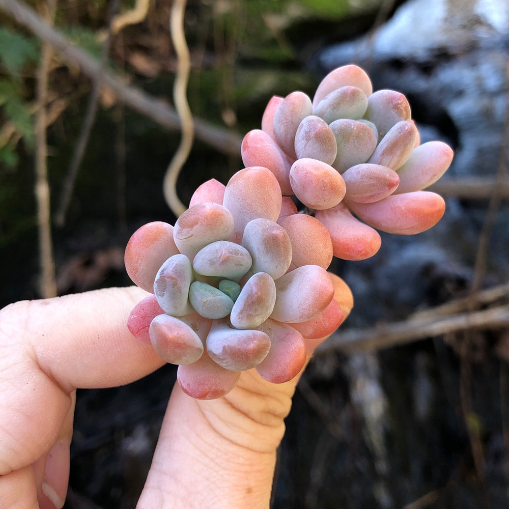 Pachyveria Walth, Double