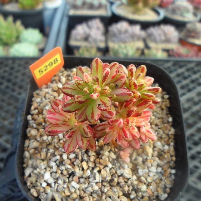 Aeonium Sedifolius, Variegata