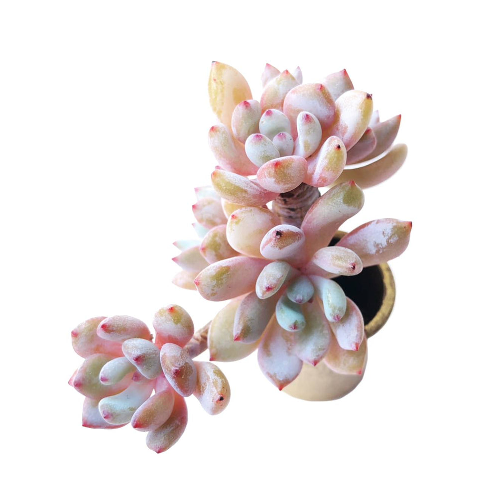 Graptoveria 'Snowberry'-- NEW!