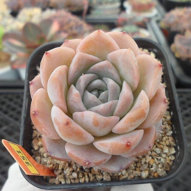Echeveria Amazing Grace, (Video)