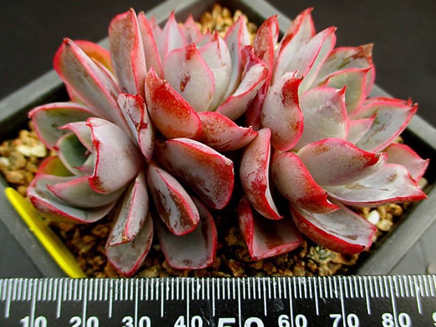 PRESALE Echeveria Hera, (Random)