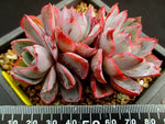 PRESALE Echeveria Hera, (Random)