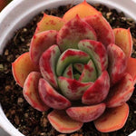 PRESALE Echeveria 'Pepala' (New!)