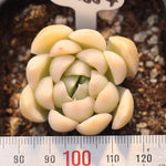 PRESALE Echeveria Bingo Sp.