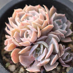 Presale Echeveria 'Sabiana'