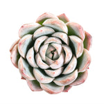 SPECIAL! JUST CART!!!  Echeveria Tiara