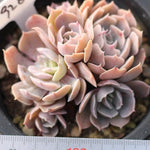 Presale Echeveria 'Sabiana'