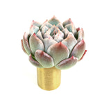 SPECIAL! JUST CART!!!  Echeveria Tiara