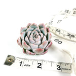 SPECIAL! JUST CART!!!  Echeveria Tiara