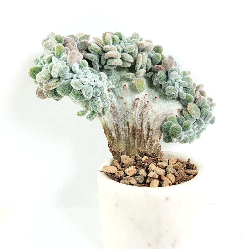 Echeveria Frosty Cristata