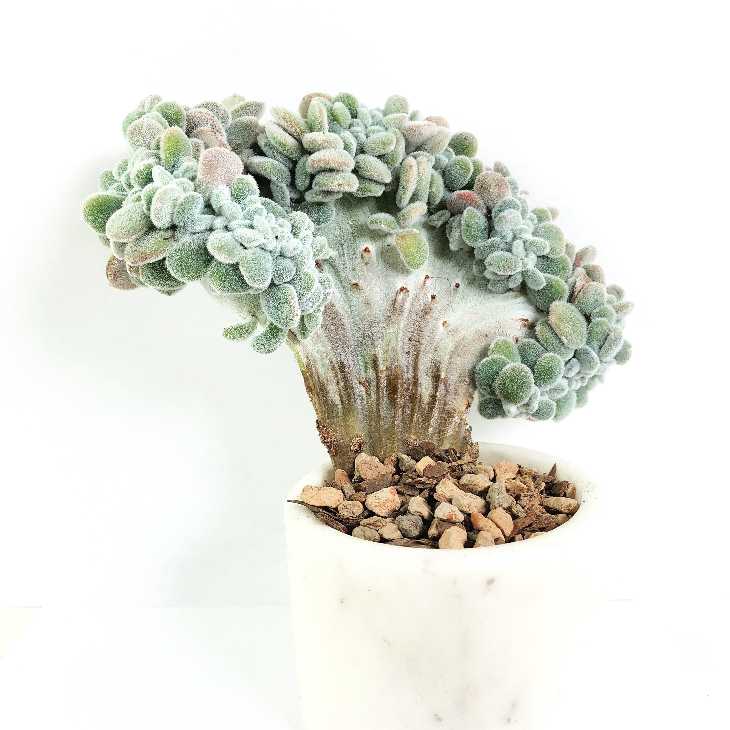 crested frosty succulent Echeveria Frosty Cristata – Cedar Creek Farmhouse