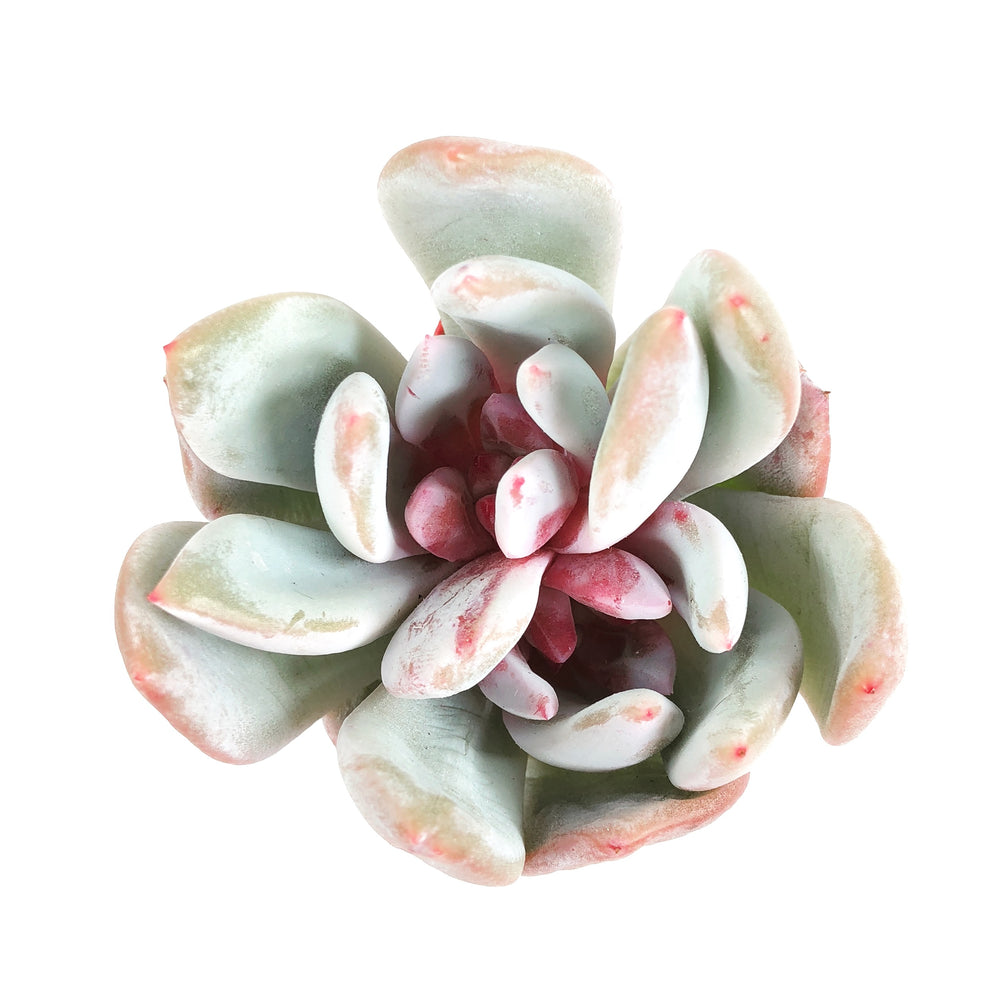 Echeveria Trumso, Double