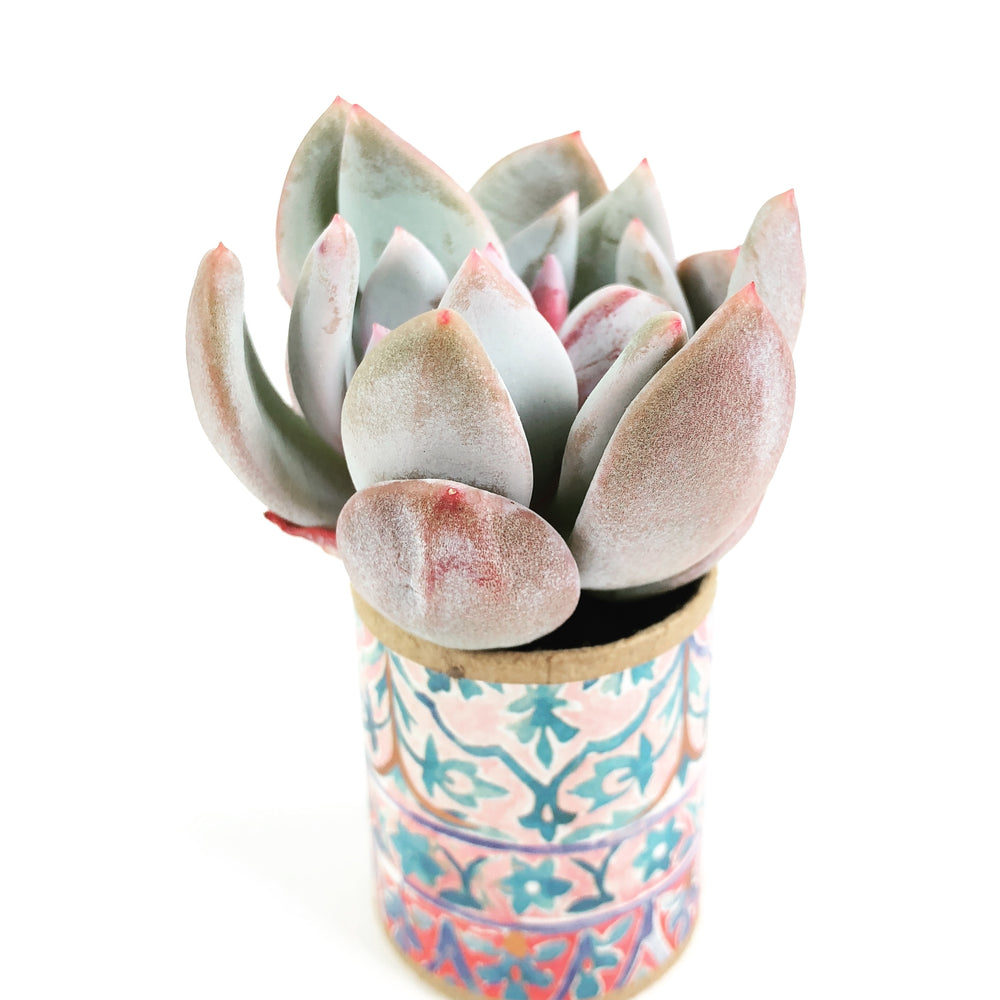 Echeveria Trumso, Double