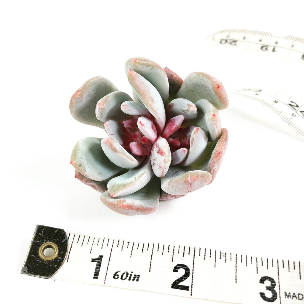 Echeveria Trumso, Double