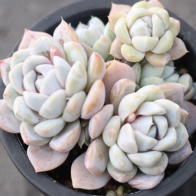 Echeveria 'Snow Bunny' Cluster