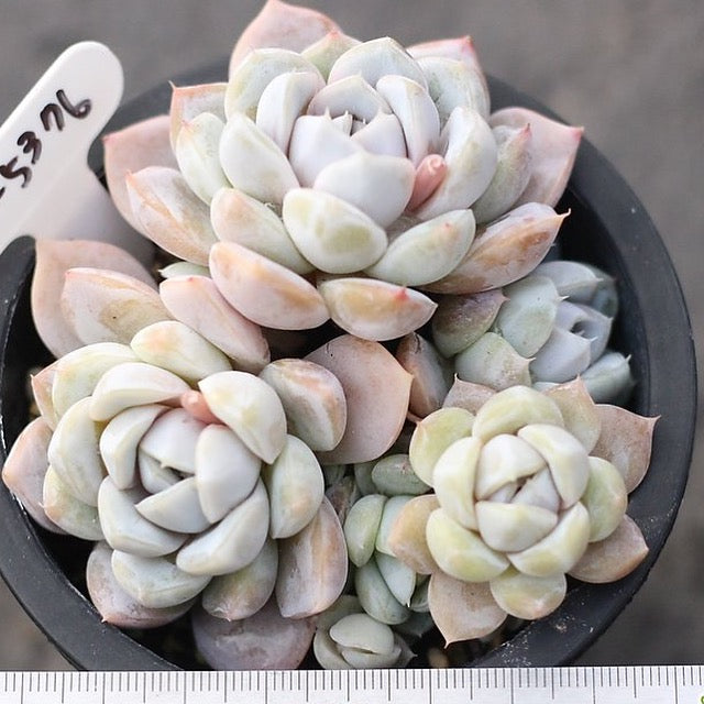 Echeveria 'Snow Bunny' Cluster