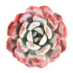 Echeveria Orange Monroe
