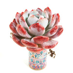 Echeveria Orange Monroe