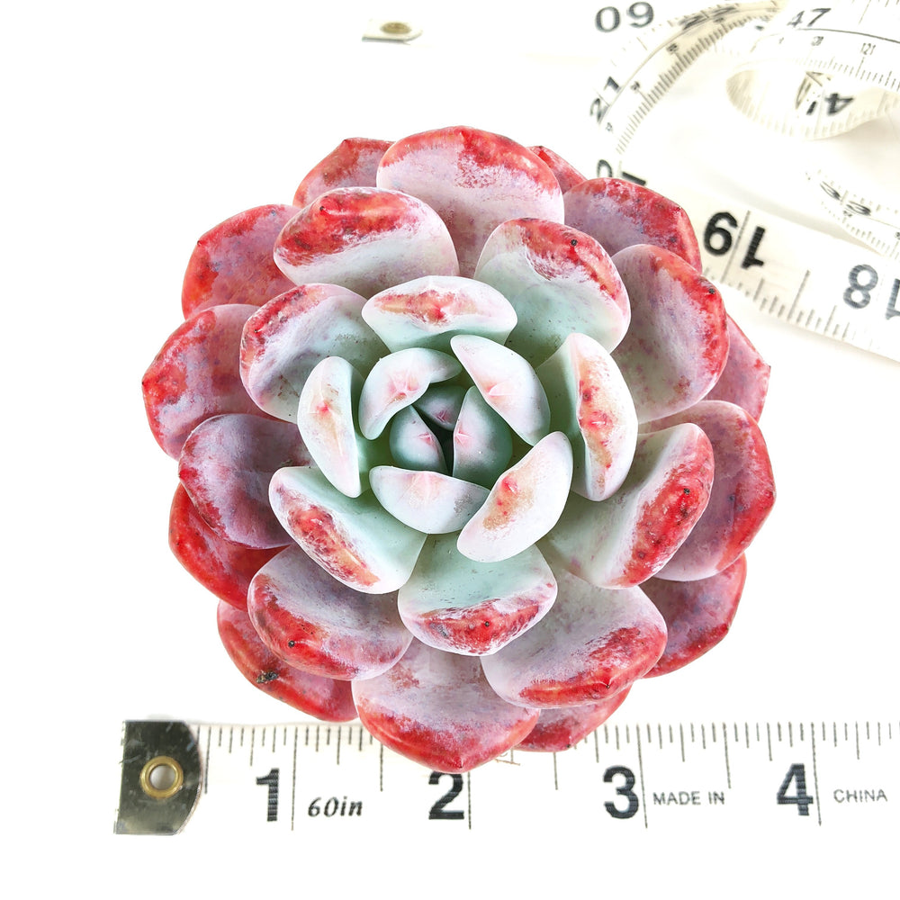 Echeveria Orange Monroe