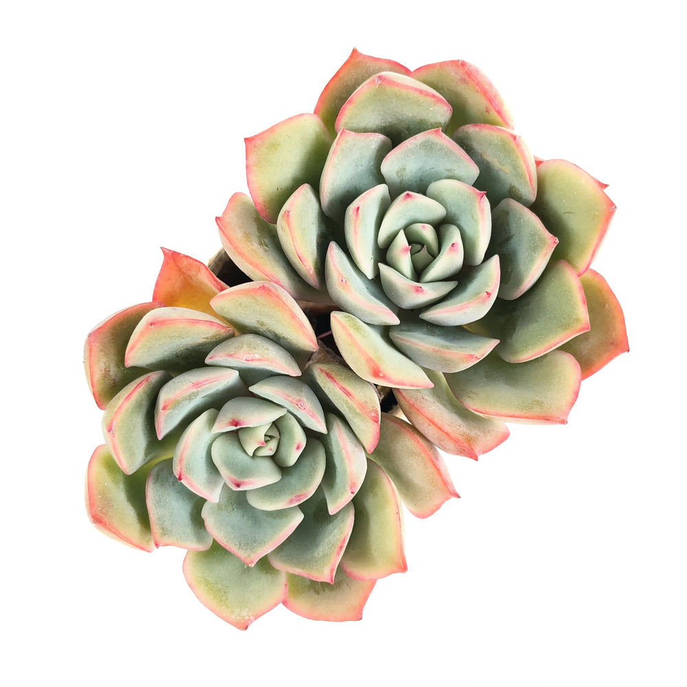 SPECIAL! JUST CART!!! Echeveria Eiria. Double