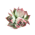 Echeveria Chihuahuaensis, Variegata