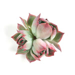Echeveria Chihuahuaensis, Variegata