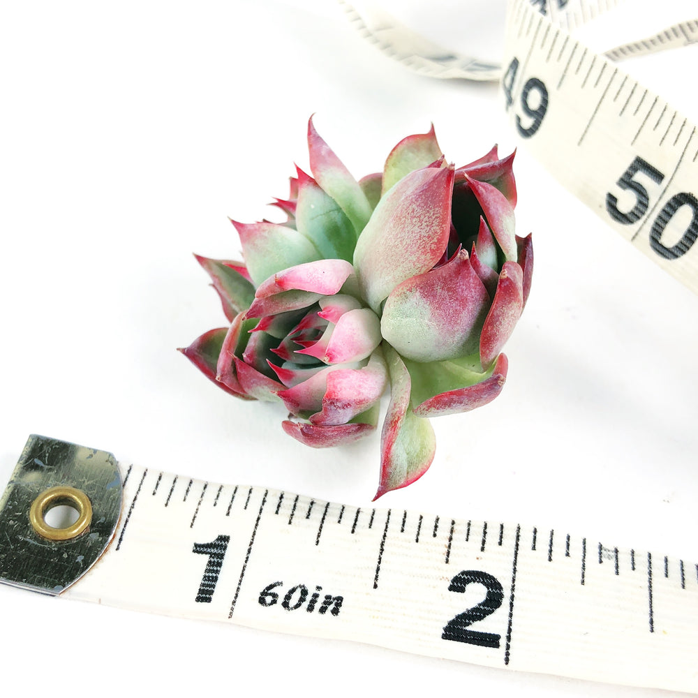 Echeveria Chihuahuaensis, Variegata