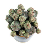 Euphorbia Obesa, Cluster