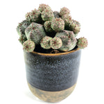 Euphorbia Obesa, Cluster