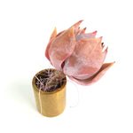 Echeveria Lilacina Hybrid
