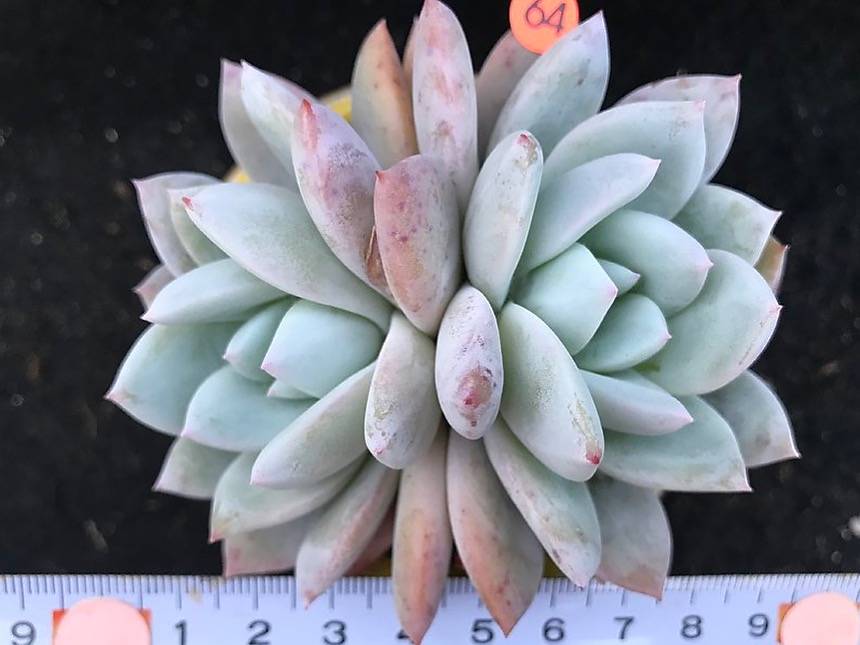 ***SPECIAL REQUEST***- Echeveria Ivory, (Double)