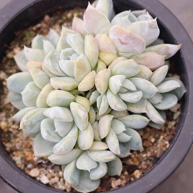 PRESALE Echeveria Snow Bunny, (Cluster)