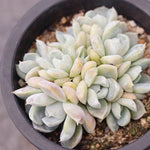 PRESALE Echeveria Snow Bunny, (Cluster)