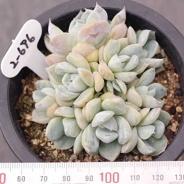 PRESALE Echeveria Snow Bunny, (Cluster)