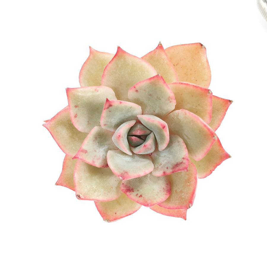 Echeveria Eiria, (Random)