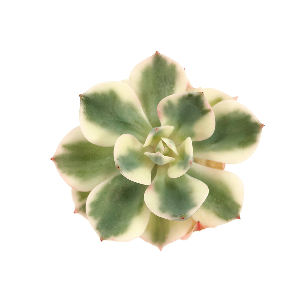 Echeveria Lenore Dean (Compton Carousel)