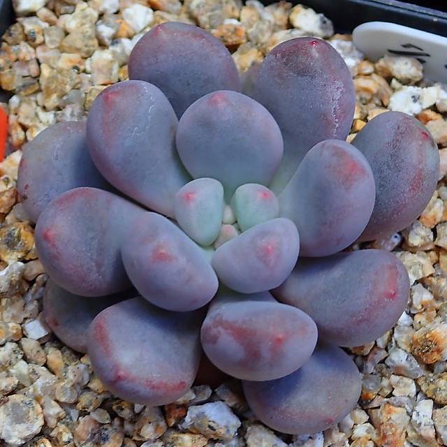 PRESALE Echeveria SLEX, (Random)