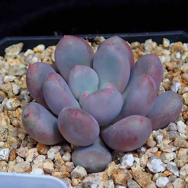 PRESALE Echeveria SLEX, (Random)