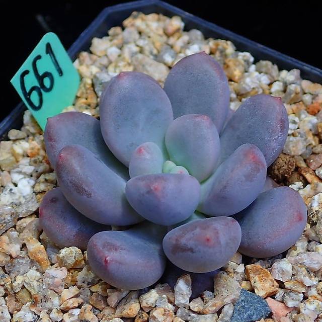 PRESALE Echeveria SLEX, (Random)