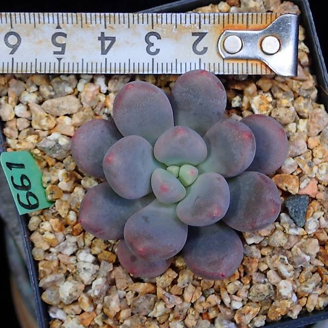 PRESALE Echeveria SLEX, (Random)