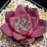 PRESALE Agavoides Ebony, (Random)