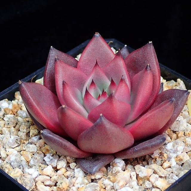 PRESALE Agavoides Ebony, (Random)