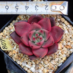 PRESALE Agavoides Ebony, (Random)