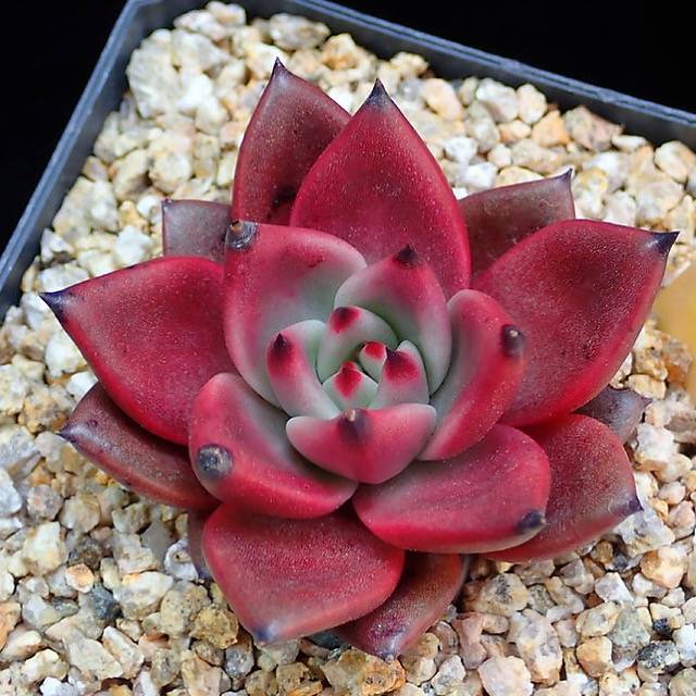 PRESALE Agavoides Ebony, (Random)