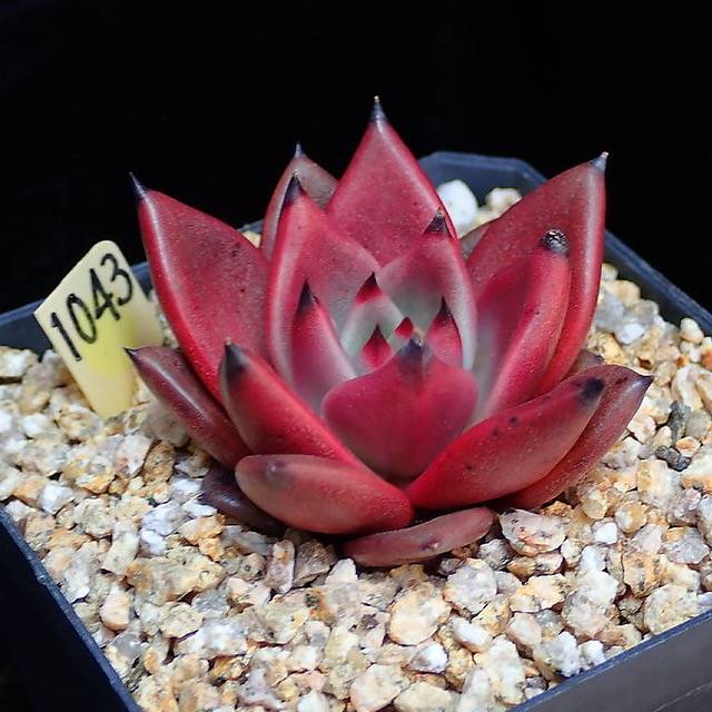 PRESALE Agavoides Ebony, (Random)