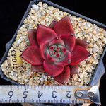 PRESALE Agavoides Ebony, (Random)