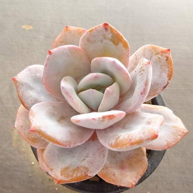 PRESALE Echeveria Lauii Hybrid, (Not so Random)